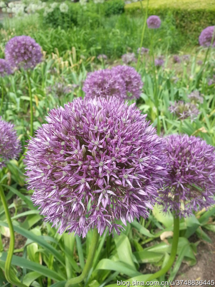 【石之若璞-花事-夏日觅花影】种名：大花葱~ 学名：Allium giganteum~ 英名：Giant Onion~ 别名：吉安花、巨葱、高葱、硕葱~ 百合科-葱属~