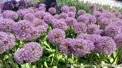 【石之若璞-花事-夏日觅花影】种名：大花葱~ 学名：Allium giganteum~ 英名：Giant Onion~ 别名：吉安花、巨葱、高葱、硕葱~ 百合科-葱属~