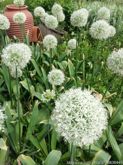 【石之若璞-花事-夏日觅花影】种名：大花葱~ 学名：Allium giganteum~ 英名：Giant Onion~ 别名：吉安花、巨葱、高葱、硕葱~ 百合科-葱属~