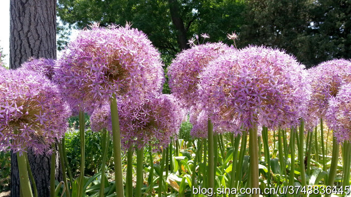 【石之若璞-花事-夏日觅花影】种名：大花葱~ 学名：Allium giganteum~ 英名：Giant Onion~ 别名：吉安花、巨葱、高葱、硕葱~ 百合科-葱属~