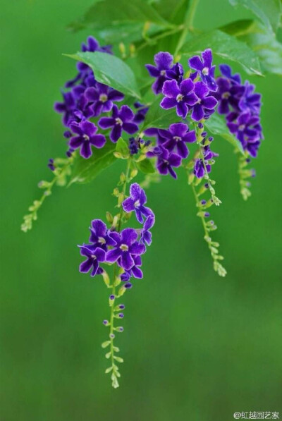  假连翘 Duranta repens 马鞭草科假连翘属灌木 识别特征：枝条有皮刺，叶对生，核果球形，熟时红黄色，总状花序顶生或腋生，常排成圆锥状，花冠通常蓝紫色。