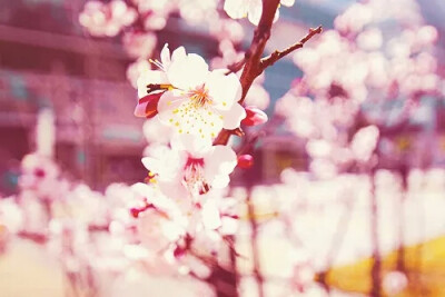 『日本』『樱花图集』『小清新』图素来源于各大贴吧侵删致歉
