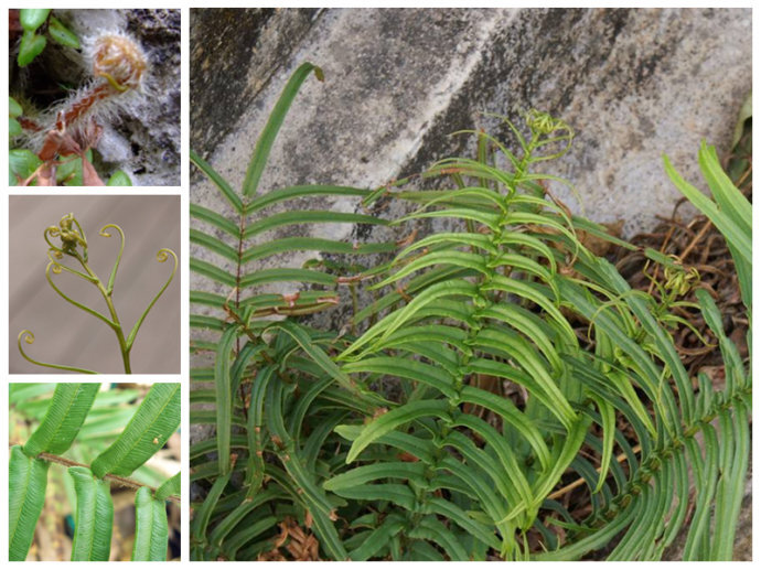 蜈蚣凤尾蕨 pteris vittata linn. 凤尾蕨科 别名:蜈蚣草,长叶甘草蕨.