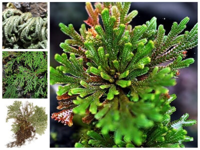 卷柏 Selaginella tamariscina 卷柏科 别名：还魂草、长生不死草、长生草、佛手柏等，卷柏科卷柏属。卷柏根能自行从土壤分离，卷缩似拳状，随风移动，遇水而荣，根重新再钻到土壤里寻找水份，因其耐旱力极强，…