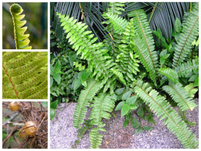 肾蕨 Nephrolepis auriculata (L.) Trimen 肾蕨科 别称：蜈蚣草、圆羊齿、篦子草、石黄皮等，肾蕨科肾蕨属。常地生和附生于溪边林下的石缝中和树干上，喜温暖潮润和半阴。分布于热带和亚热带地区。