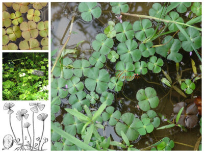 蘋 Marsilea quadrifolia Linn. 蘋科 别名：田字草、苹、大萍、大浮苹、破铜钱、十字草、水草头等，蘋科蘋属。生于静止浅水里，常见于水池或稻田中，温带及亚热带均有分布。