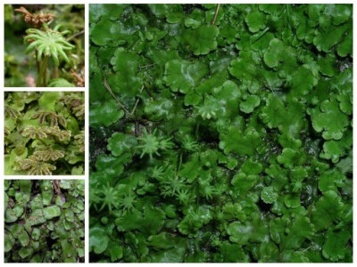 地钱 Marchantia polymorpha 地钱科 苔纲地钱目的代表种，是1753年由林奈命名的苔类植物之一，广布于全世界。多生长在阴湿土坡草丛下或溪边碎石上，有时也生长水稻田埂和乡间房屋附近。可用于清热解毒。