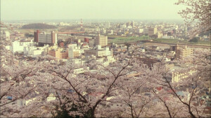 toky 樱花