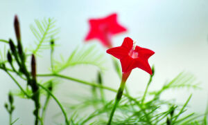  茑萝，原产墨西哥，又名密萝松，俗称五角星花、狮子草。《诗经》云：“茑为女萝，施于松柏”，意喻兄弟亲戚相互依附。茑即桑寄生，女萝即菟丝子，二者都是寄生于松柏的植物。茑萝之形态颇似茑与女萝，故合二名以名之（又名茑萝松（花历百咏、植物学大辞典）、羽叶茑萝、锦屏封（中国高等植物图鉴）、金丝线（广西）、游龙草、绕龙花。）花期长，在我国、安徽、湖北、湖南一带花期能从每年的四月至十一月。 茑萝花的花语：忙碌，相互关怀，互相依附