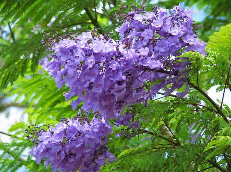 蓝花楹，拉丁学名：（Jacaranda mimosifolia D. Don）紫葳科落叶乔木，高达15米。 原产南美洲巴西，中国近年来引种栽培供观赏。 蓝花楹是观赏、观叶、观花树种，热带、暖亚热带地区广泛栽作行道树，木材黄白色至灰色，质软而轻，纹理通直，加工容易，可作家具用材。该种同时具有观赏与经济价值。 花语：宁静、深远、忧郁，在绝望中等待爱情。