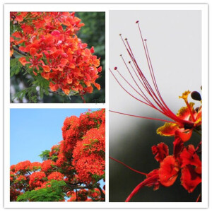 凤凰木（Delonix regia），取名于“叶如飞凰之羽，花若丹凤之冠”，别名金凤花、红花楹树、火树、洋楹等。豆科，落叶乔木，高可达20米。树冠宽广。二回羽状复叶，小叶长椭圆形。夏季开花，总状花序，花大，红色，有光泽。荚果木质，长可达50厘米。凤凰木因鲜红或橙色的花朵配合鲜绿色的羽状复叶，被誉为世上最色彩鲜艳的树木之一。 花语为：离别、思念、火热青春