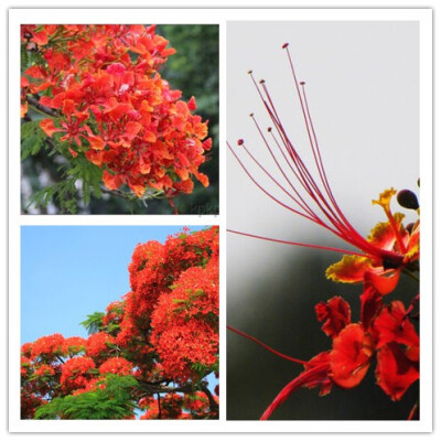 凤凰木（Delonix regia），取名于“叶如飞凰之羽，花若丹凤之冠”，别名金凤花、红花楹树、火树、洋楹等。豆科，落叶乔木，高可达20米。树冠宽广。二回羽状复叶，小叶长椭圆形。夏季开花，总状花序，花大，红色，有…