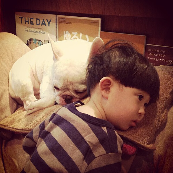 法斗 宝宝 狗狗 小狗 萌宝