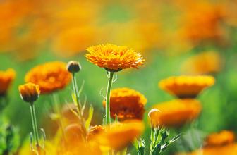 金盏花(Calendula officinalis)又名金盏菊，古代西方作药用或染料，也作化妆品或食用，叶和花瓣可食用，作菜肴的装饰。