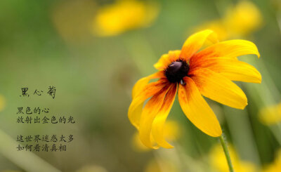 黑心菊，全名：黑心金光菊（Rudbeckia hirta L.）菊科，金光菊属，一二年生草本。花心隆起，紫褐色，周边瓣状小花金黄色。