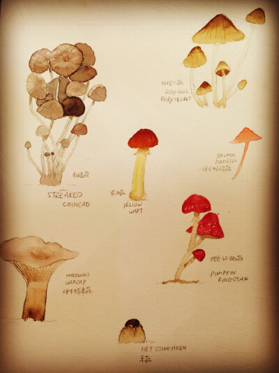 FUNGHI COLLECTION