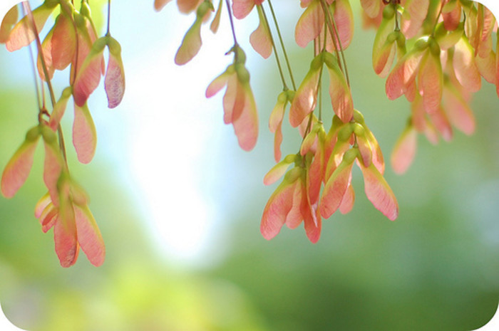 【花の密语】清新可爱