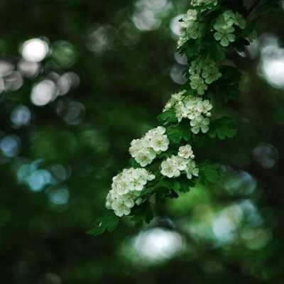 【花の密语】清新可爱