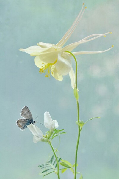 【花の密语】蝶恋花