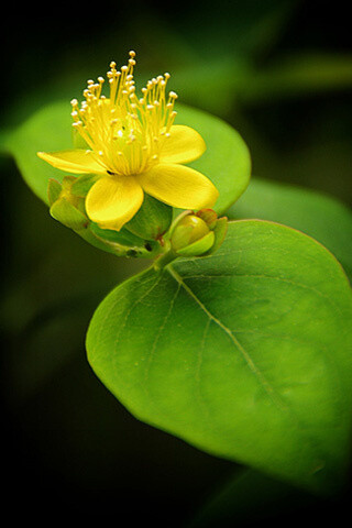 【花の密语】清纯