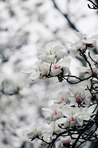 【花の密语】高雅