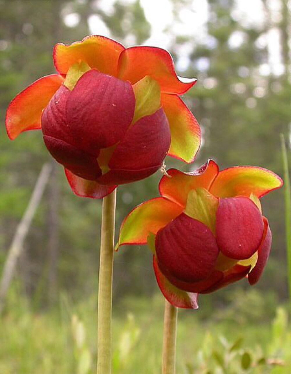 瓶子草紫紫色猪笼