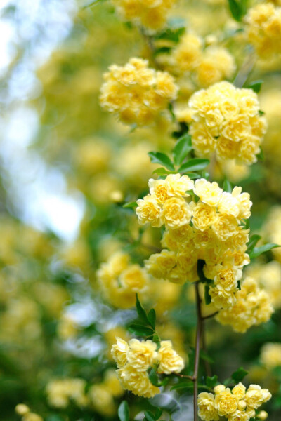 Rosa banksiae lutea 木香薔薇。重瓣黃木香