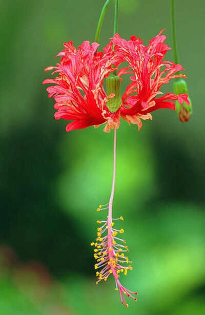 拱手花篮