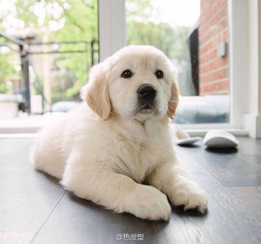 小时候的金毛 萌你一脸 - 堆糖,美图壁纸兴趣社区