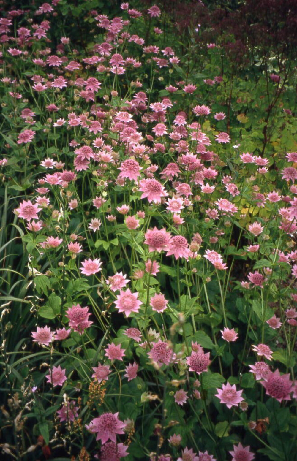 大星芹 astrantia major l.: 属于伞形科植物, 多年生,夏季开花.