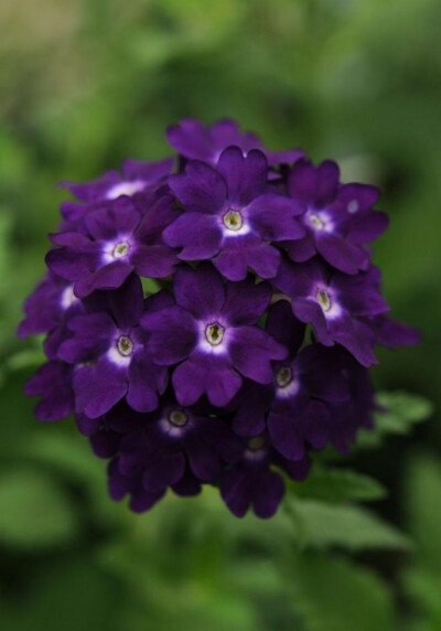 美女樱（Verbena hybrida）也叫美人樱、四季绣球、铺地草、铺地锦、铺地马鞭草等，是一年生草本花卉，其恣态优美，花色丰富，色彩艳丽，盛开时如花海一样，令人流连忘返。美人樱株丛矮密，花繁色艳，开花部分呈伞房…