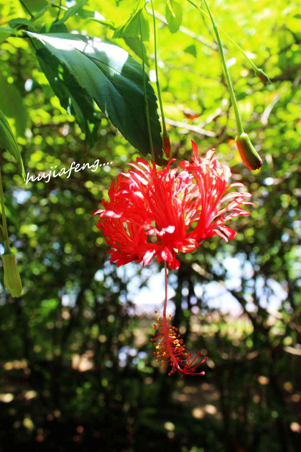 一路上的奇花异草、、