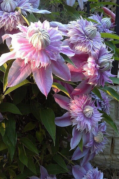 铁线莲&amp;quot;约瑟芬&amp;quot;Clematis Josephine：花朵为漂亮的重瓣花，浅粉花瓣中有深粉条纹，花期长整个夏天都可赏花。