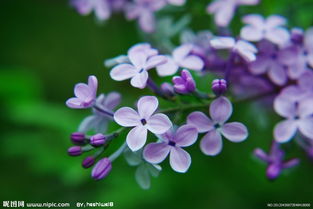 丁香花