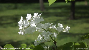 丁香花