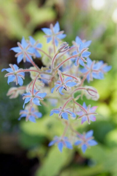 琉璃苣花（很像五颜六色的海星）