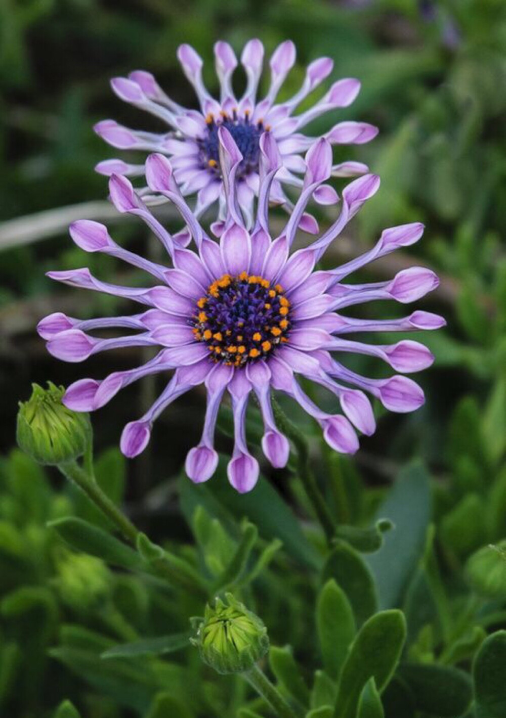 蓝眼菊学名： Osteospermum 别名： 蓝目菊、南非万寿菊、白蓝菊、蓝眼菊、美轮菊、硬果菊、非洲万寿菊.科属: 菊科 蓝目菊属.