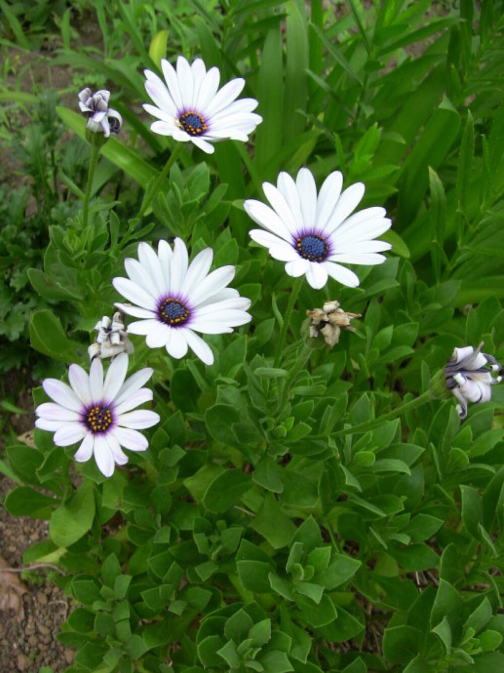 蓝眼菊学名： Osteospermum 别名： 蓝目菊、南非万寿菊、白蓝菊、蓝眼菊、美轮菊、硬果菊、非洲万寿菊.科属: 菊科 蓝目菊属.颜色有很多种。