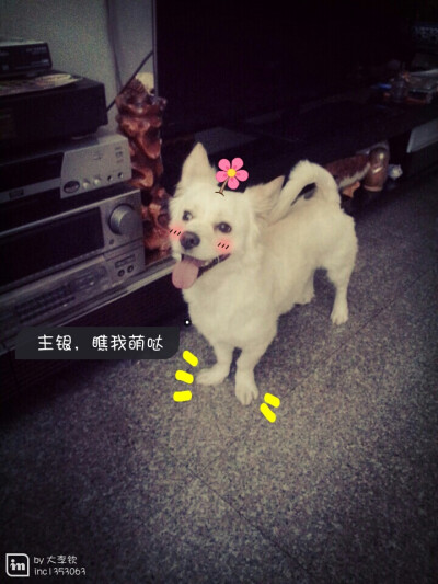 给狗狗头上长朵花花，立刻萌萌哒