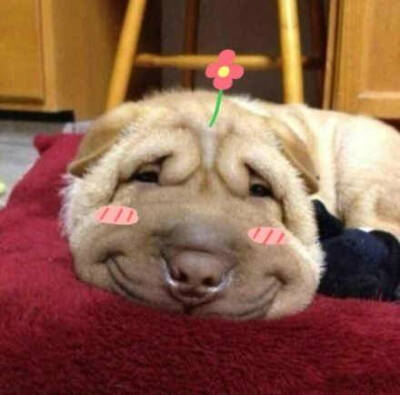 给狗狗头上长朵花花，立刻萌萌哒