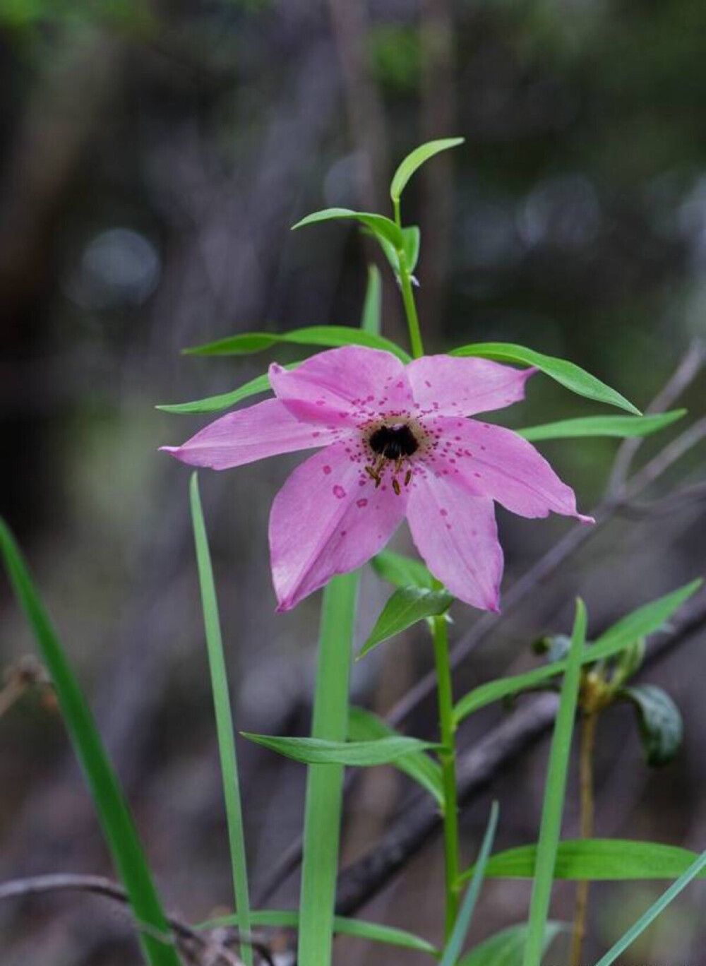 滇蜀豹子花：百合科豹子花属.在海拔3000～3850米的针叶、阔叶混交林下、灌丛、草地中生长.豹子花属已知8个种中.云南就有7个种。