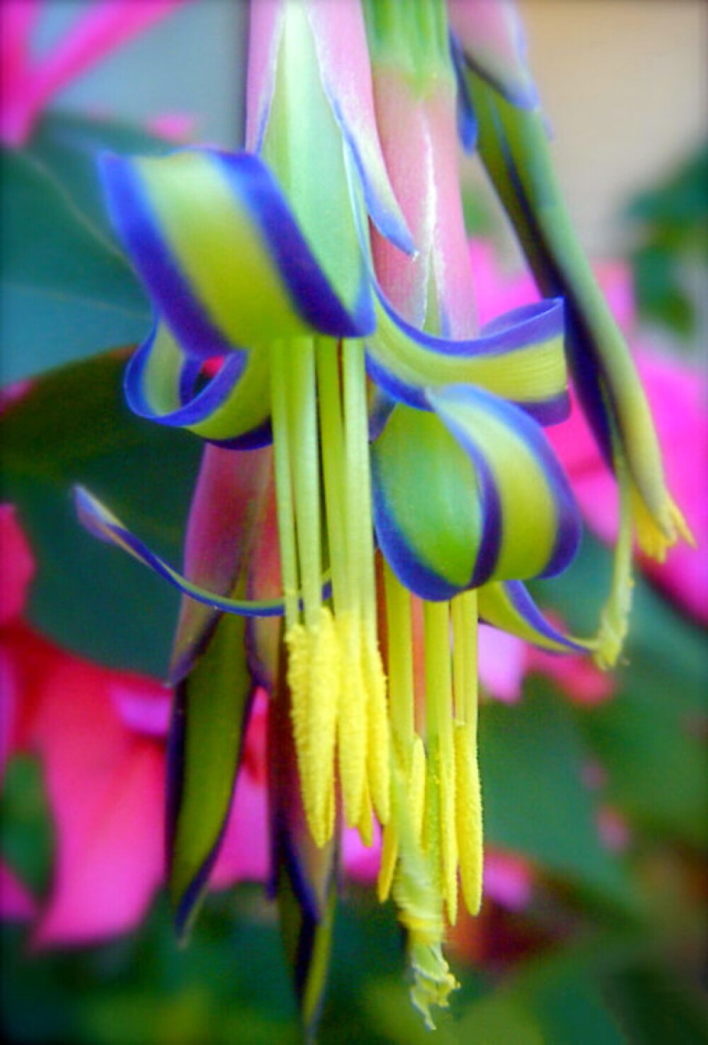 狹葉水塔花