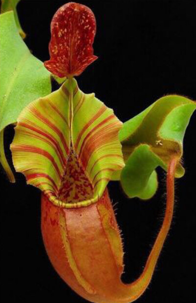 猪本憨憨享好运.笼得宠爱无忧伤.草杯盛酒佯装醉.窃窃喜来入梦乡。（戴安娜猪笼草）