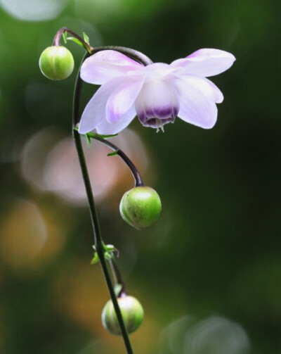 似袖珍莲花.林地间吐露芳华。 { 莲花升麻.学名：Anemonopsis macrophylla.原生于日本本州岛林地.摄影：Giovanni88Ant }