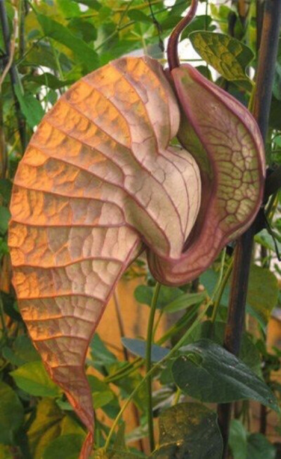 巨花馬兜鈴學名為“Aristolochia grandiflora”這種植物的奇特之處在於它們美麗而怪異的花朵.花朵的主要部分只有一片.看起來好像是一個巨大的、帶有紋理的兜狀物.而不像普通的花朵那樣擁有對稱的花瓣.觀賞者千萬不要…