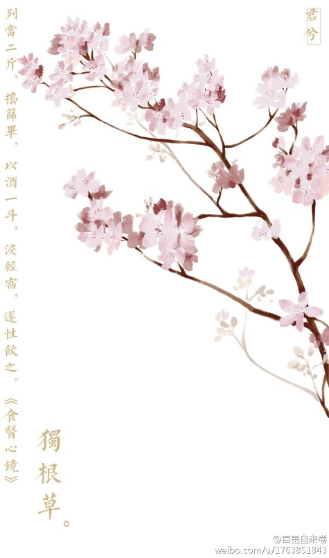 画师微博【百里自来卷】 版权为画师本人所有，切勿商用，二改！！！ #微苦药香#。独根草。之前翻药材典籍看到别名“列当'就各种脑补=……=。小花长得还蛮可人，就是这功效。定睛一看简直了。于是摸鱼一发。（其实我撸的花有点不对，花瓣应该更加尖细，我这个看着圆了。还有那个方子，菇凉们就不要尝试了呀。给汉纸用的= =）