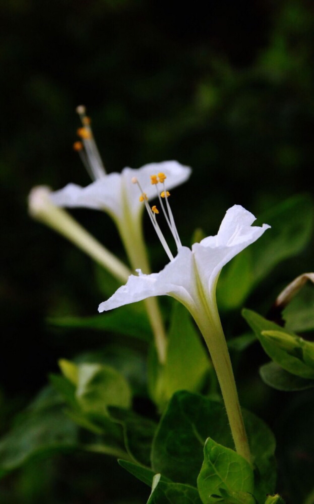 紫茉莉