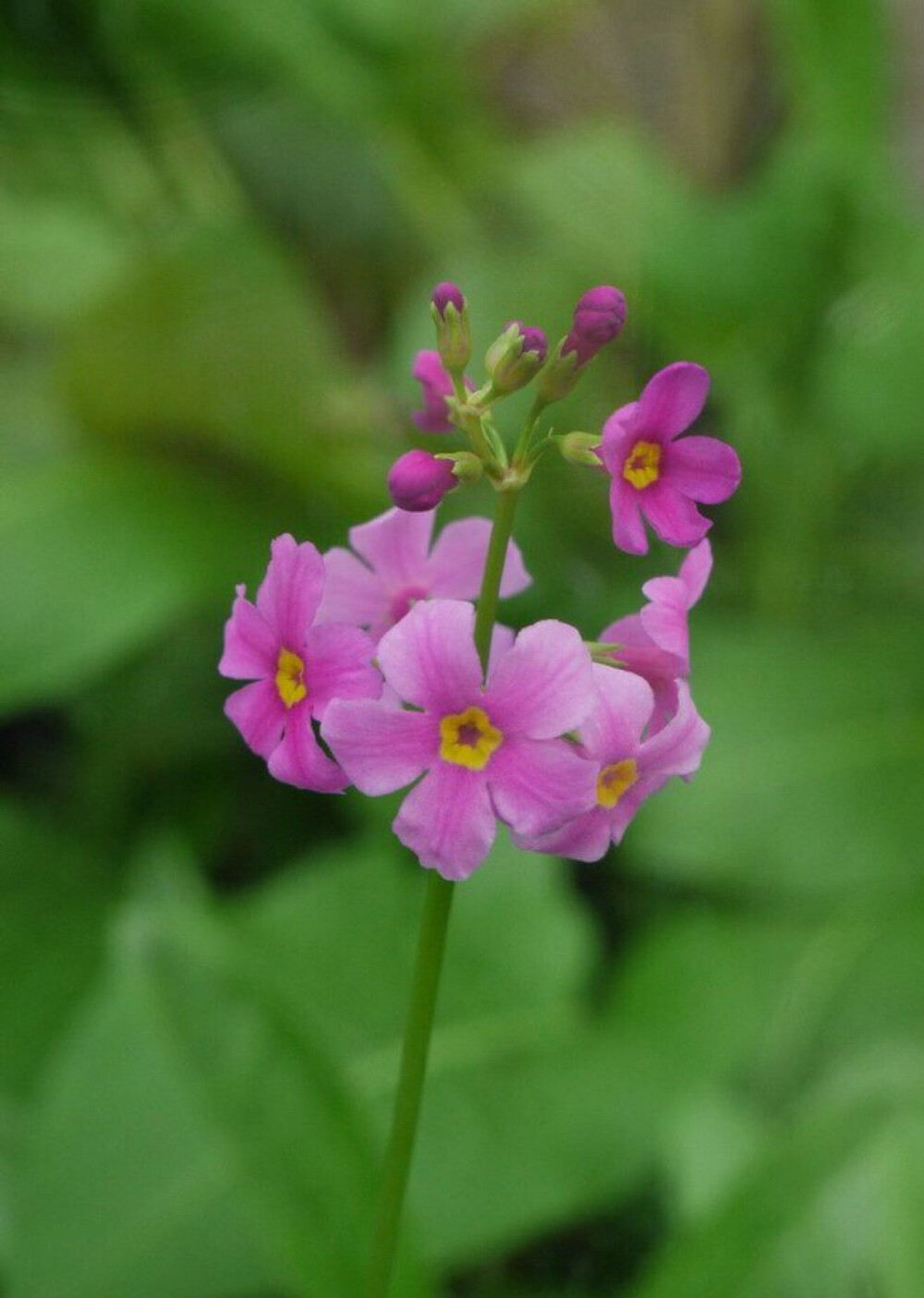 报春花