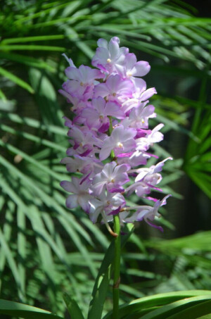 名称：胡姬花.英文名：Orchid.地位：新加坡国花.又名：兰花、卓锦·万代兰〈意为『卓越锦秀、万代不朽』〉