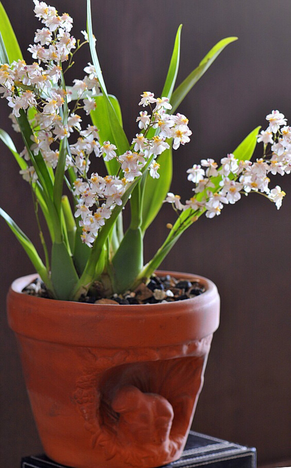 中文学名：文心兰.拉丁学名：Oncidium hybridum.别称：跳舞兰、金蝶兰、瘤瓣兰、舞女兰。